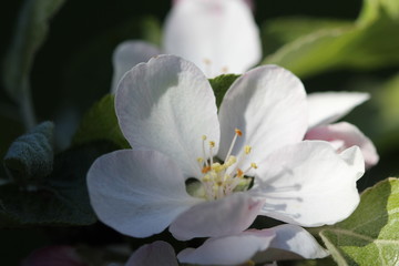 Fototapeta na wymiar White flower on the apple tree