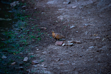 Painted Sandgrouse or Pterocles indicus near waterhole to quench the thirst in winters at jhalana forest, jaipur, rajasthan, india