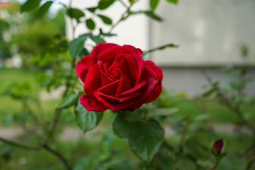 Red Rose