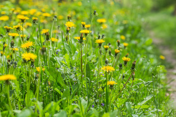 Glade with blooming yellow dandelions. Sunlit dandelions in spring along the road. Natural photophone from medicinal plants.
