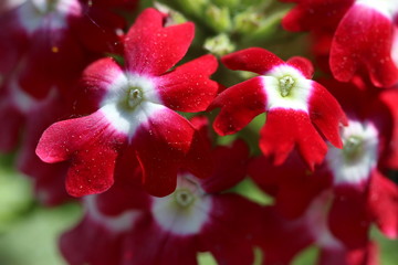 red flower