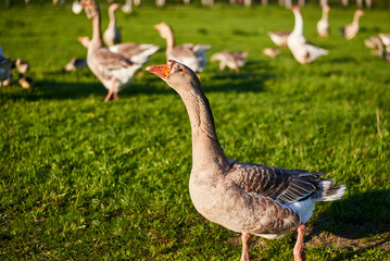 Geese and goslings graze on green grass on a summer day.
