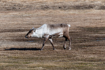 Naklejka na ściany i meble A reindeer grazing in a meadow