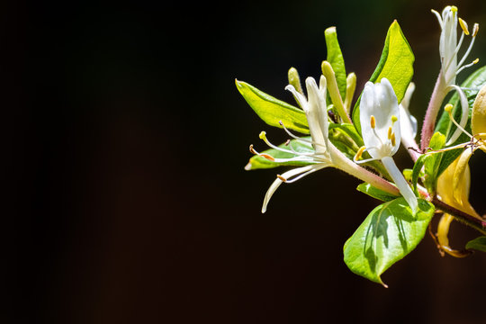 Close up of White Honeysuckle (Lonicera caprifolium) flowers; dark background