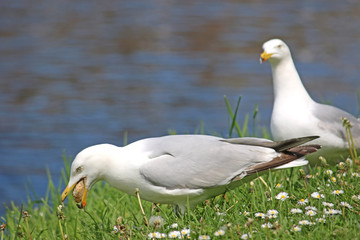 Seagull picking up a stone