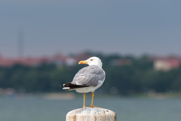 A seagull from behind sitting on a pier