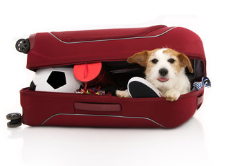 JACK RUSSELL DOG INSIDE A RED MODERN SUITCASE GOING ON VACATIONS. ISOLATED AGAINST WHITE BACKGROUND.