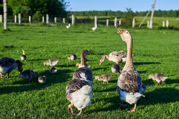 Geese and goslings graze on green grass on a summer day.