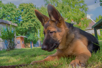 german shepherd puppy