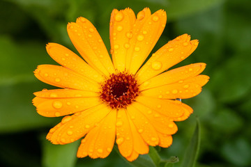 Bright orange flower