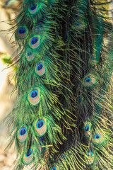 Male Peacocks Feathers Close-up