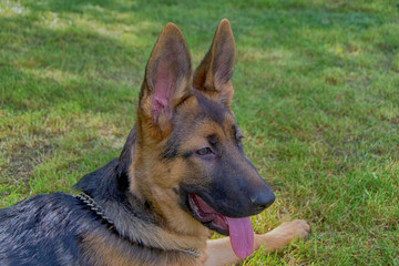 german shepherd puppy