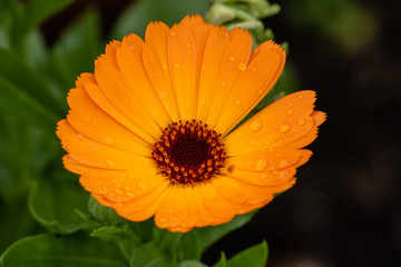 Bright orange flower