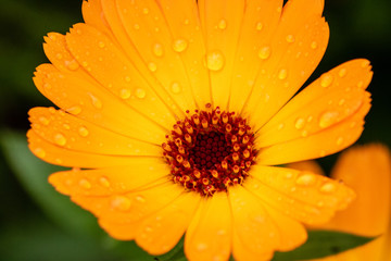Bright orange flower