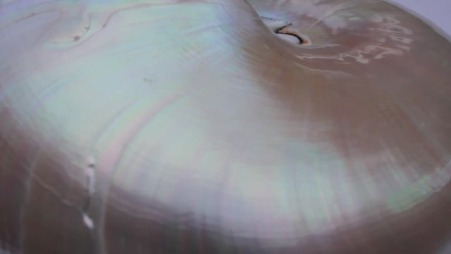 nautilus shell stock footage video clip turning golden ratio natural background 