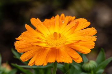 Bright orange flower