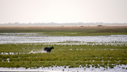 Dog hunting birds
