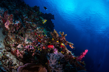 coral reef with tropical fish