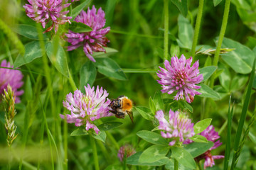 Hummel fliegt auf eine lila, violett farbener Wiesen Klee Blüte, auf einer Wiese
