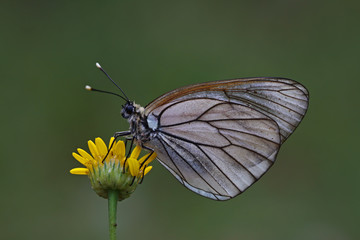 Hawthorn white butterfly ; Aporia crataegi