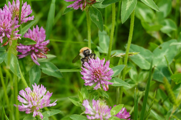 Hummel fliegt auf eine lila, violett farbener Wiesen Klee Blüte, auf einer Wiese