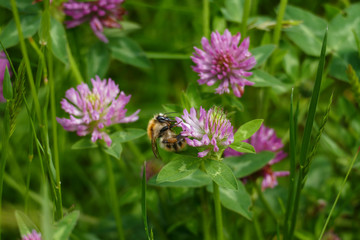 Hummel fliegt auf eine lila, violett farbener Wiesen Klee Blüte, auf einer Wiese
