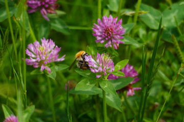 Hummel fliegt auf eine lila, violett farbener Wiesen Klee Blüte, auf einer Wiese