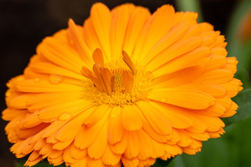 Bright orange flower
