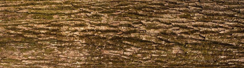 Embossed texture of the bark of oak with green moss. Panoramic photo of the oak texture.