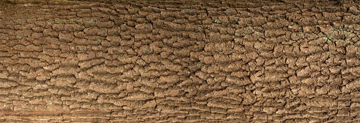 Embossed texture of the bark of oak with green moss. Panoramic photo of the oak texture.