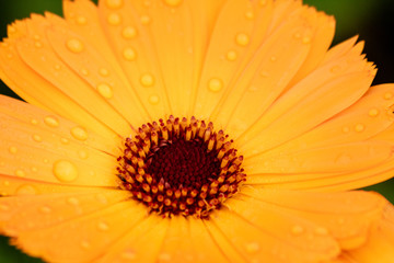Bright orange flower