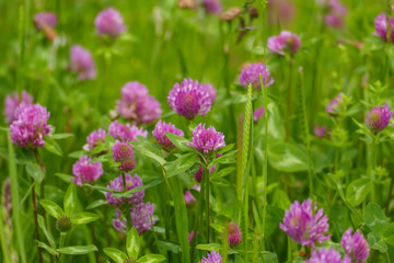 Roter Wiesen Klee Pflanze, mit lila, violett farbener Blüte, und grünen Blättern, auf der Wiese