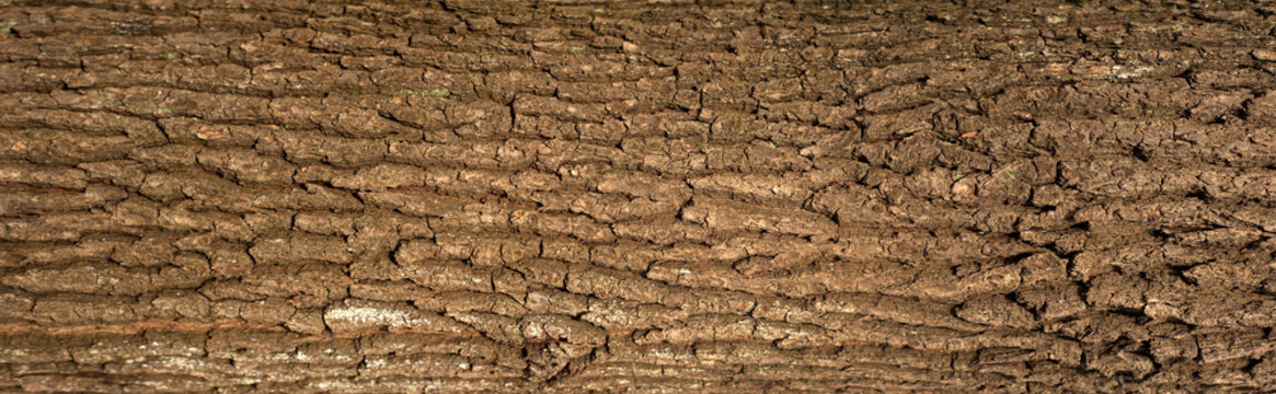 Embossed texture of the bark of oak with green moss. Panoramic photo of the oak texture.