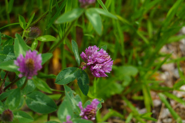 Roter Wiesen Klee Pflanze, mit lila, violett farbener Blüte, und grünen Blättern, auf der Wiese