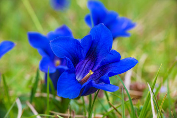 Enzian - Blume - Allgäu - blau - Frühling 