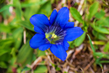 Enzian - Allgäu - Blau - Blume 