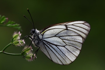 Hawthorn white butterfly ; Aporia crataegi