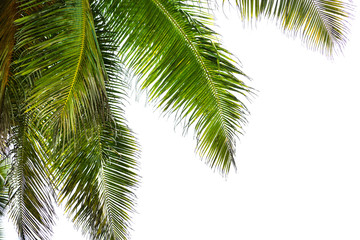 Fototapeta na wymiar Palm Leaves Isolated On White