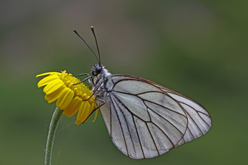 Hawthorn white butterfly ; Aporia crataegi