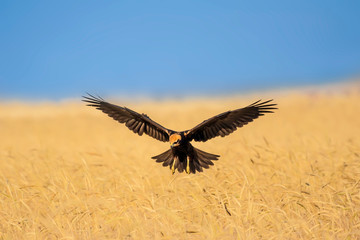 Flying bird. Bird of prey. Blue sky background. Bird: Western Marsh Harrier. Circus aeruginosus.