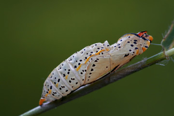 Hawthorn white butterfly ; Aporia crataegi