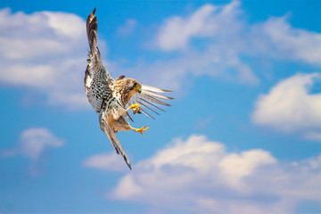 Flying little kestrel. Bird of prey. Blue sky background.