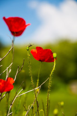 coquelicot