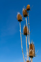 The invasive teasel