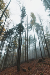 Mist in foggy forest