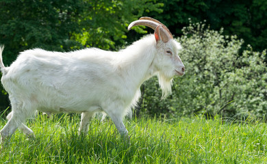 One white goat on green grass in a field.