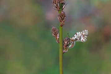 Forest fistula butterfly ; Zerynthia cerisyi