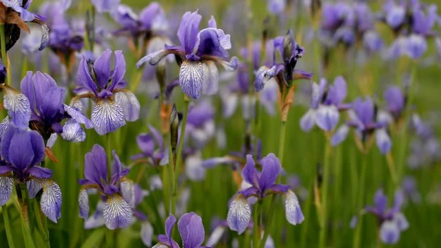 flowers plants irises purple in the field