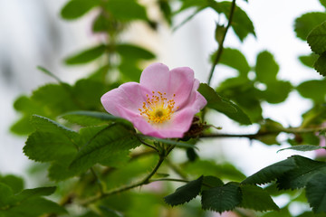 Pink rose hip flowers closeup