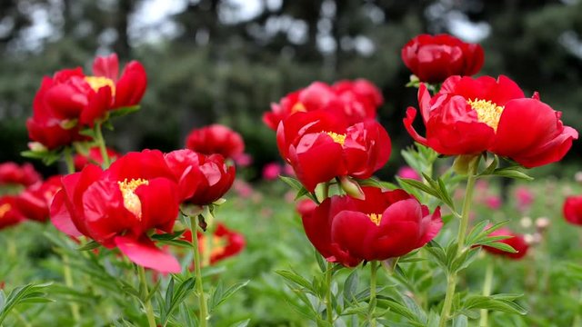 beautiful flowers red peonies in the garden on the field develop in the wind in nature